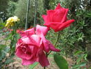Granatina rose photo