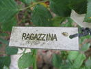 Ragazzina rose photo