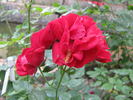 Ragazzina rose photo