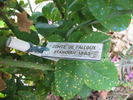 Comte de Falloux rose photo