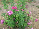 Comte de Falloux rose photo