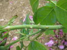 Comte de Falloux rose photo