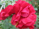 Ragazzina rose photo