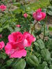 Figurine rose photo