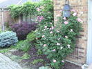 Brite Eyes rose photo
