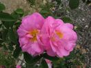 Adeline rose photo