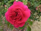 Wenlock ® rose photo