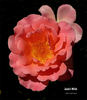 Jack's Wish rose photo