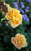 Gypsy Dancer rose photo