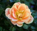 Gypsy Dancer rose photo