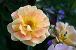 Gypsy Dancer rose photo