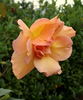 Lawrence Johnston rose photo