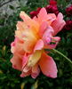 Nova Lux rose photo