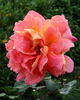 Nova Lux rose photo