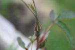 <i>Rosa glauca</i> X <i>Rosa pendulina</i> photos photo