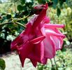 Janet Morrison rose photo