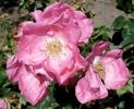 Mary Guthrie rose photo