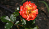 Sunita rose photo