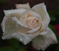 Edmonde Deshayes rose photo