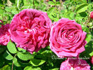 Velours Pourpre rose photo