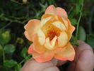 1-72-1rugeldafly rose photo