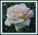 Fresh Cream rose photo