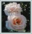 City of Gloucester rose photo