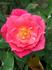 Gertrude Raffel rose photo