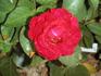 Red Velvet rose photo