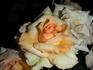 Antique Brass ™ rose photo