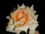 Antique Brass ™ rose photo
