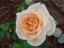 Charlie Chaplin rose photo