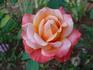 Fascination rose photo