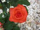 Apricot Princess rose photo