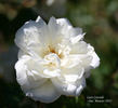 Lace Cascade rose photo