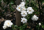 Lace Cascade rose photo