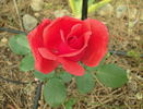 Kalahari rose photo