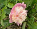 Sorbet peony photo