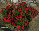 Charming Cover ® rose photo