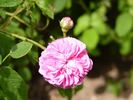 Belle Sultane rose photo