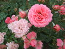 Amulett ® rose photo