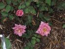 Vista ™ rose photo
