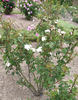 La Neige rose photo
