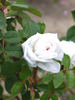La Neige rose photo