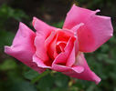 Jean C. N. Forestier rose photo