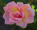 Sheelagh Baird rose photo