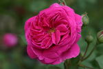 Madame Jeannine Joubert rose photo