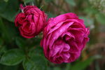 Charles Gater rose photo
