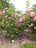 Nordhausen rose photo