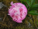 Fu Shi peony photo